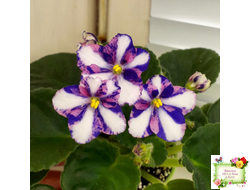 Kilauea (Eyerdom) химера (стартер)