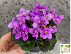 LV-Ланселот (Л. Шевелева) 2025 г.