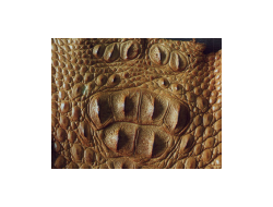 Изделия из Крокодиловой Кожи - купить, в Тайланде, цена, фото