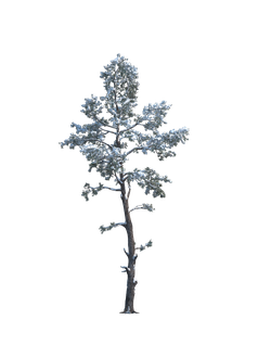 Деревья зимние хвойные