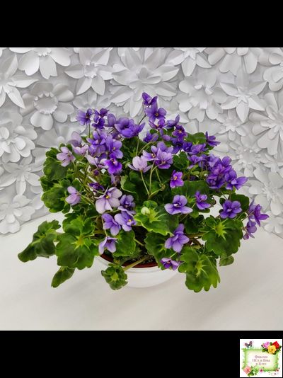 Biscayne Trail (S.Williams) трейлер