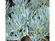 Senecio ficoides (Крестовник фикусовидный)