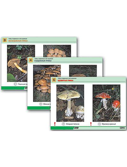 Средняя группа (4-5)