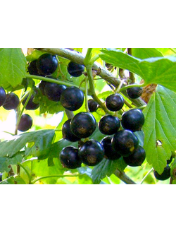 Смородина черная  Вологда