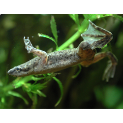 Карликовая лягушка (Hymenochirus curtipes)