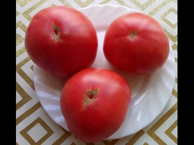 Томат Мамонт (Mammoth)