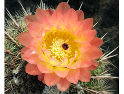 Notocactus rutilans f.robustior VG-1426 - 5 семян