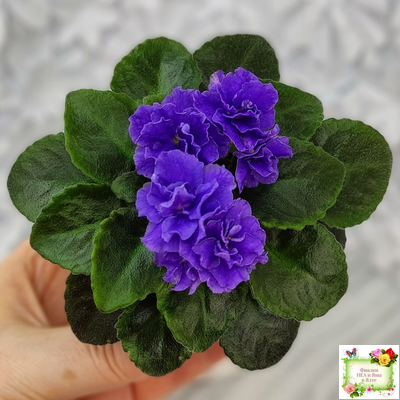 Blue Scoundrel (P.Sorano/LLG) 04/09/2012