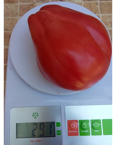 Томат Ребелпик (Rebelpik), Польша