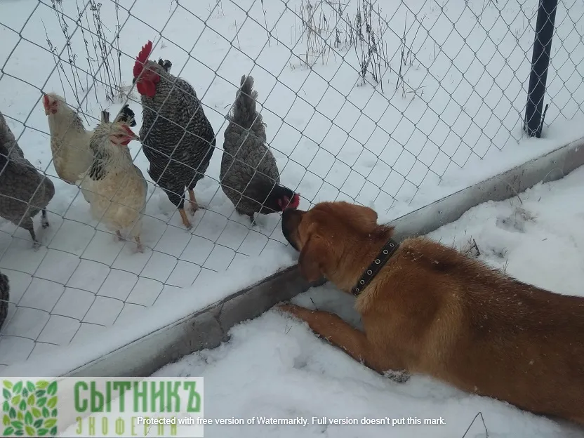 Игры на фермерском хозяйстве