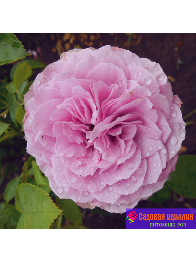 Лавендер айс (Lavender Ice)