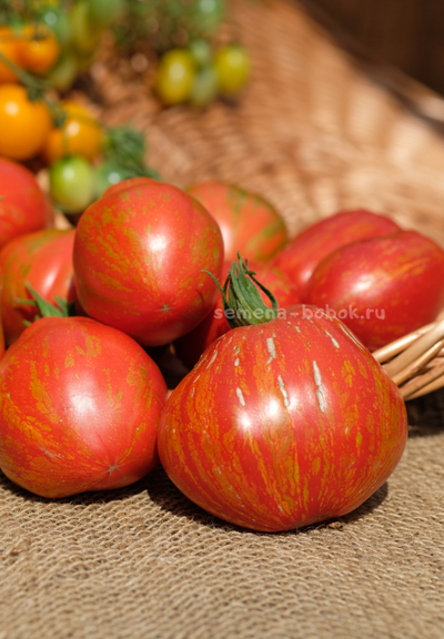 Томат Огненный шар (Palla di fuoco), 10 шт