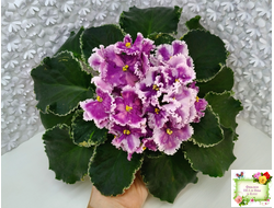 МТ-Сладкая Фантазия (М. Тотиева) 2022 г.