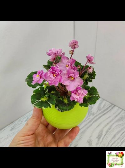 Snuggles Little Girl (S. Sorano) (пестролистный гёрл)