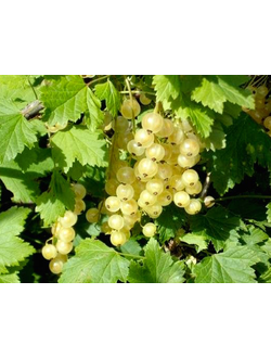 Смородина белая Урожайная