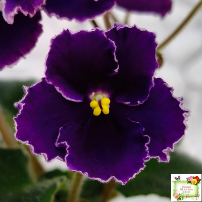 Mac's Black Pearl (G.McDonald)