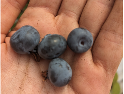 Патриот (Patriot)