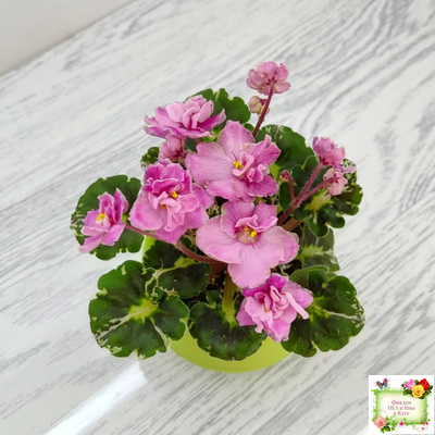 Snuggles Little Girl (S. Sorano) (пестролистный гёрл)