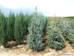 Можжевельник Блю Хэвн - Blue Heaven