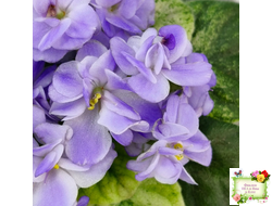 Rob's Wascally Wabbit (R. Robinson) (лист укоренённый)