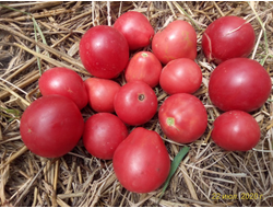 Томат Крымская роза