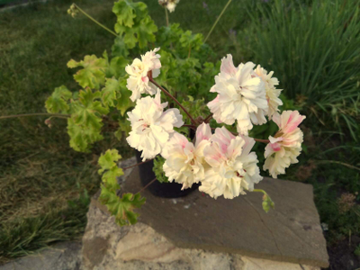 Пеларгония Rushmoor Zambezi