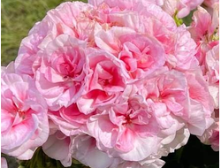 П211 Пеларгония ЮГ Александровский Сад укорененный черенок