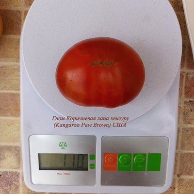 Томат Гном Лапа кенгуру коричневый, (Dwarf Kangaroo Paw Brown)