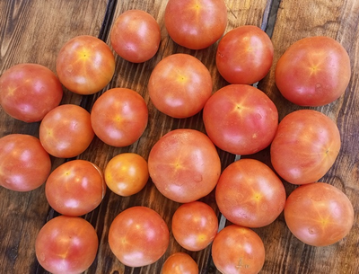 Томат Мультифлора Гигант (Giant multiflora, Multiflora Long Keeper)