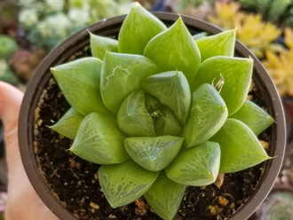 Хавортия ладьевидная - Haworthia Cymbiformis