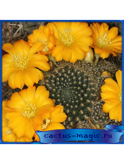 Rebutia marsoneri