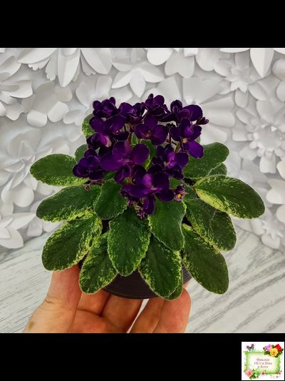 ЛЕ-Мия (Е.Лебецкая) 2018 г.