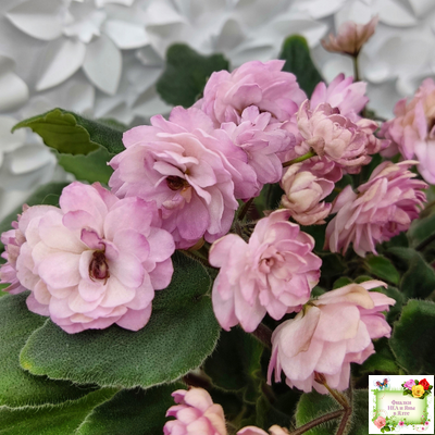 Lituanika (Būtienė) трейлер