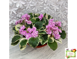 Alameda Trail (P.Harris) трейлер (лист посажен 06.10.25)