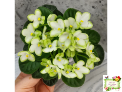 Mac's Misty Meadow (G.McDonald)