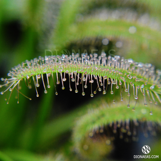 Drosera "Capensis var. Alba"