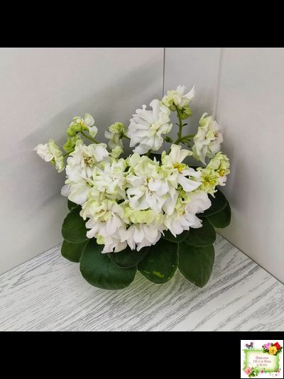 DS-Прекрасное Далеко (Dimetris) 2021 г.