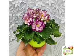 АВ-Буря Эмоций (Фиалковод) 2020 г.