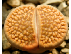 Lithops hookeri (vermiculate form) C051 (MG-1616.05)