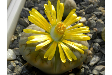 Lithops gracilideliniata (Литопс грацилиделиниата)