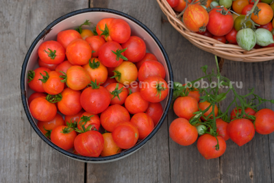 Томат Dwarf  Gandolf (Гендольф), 10 шт