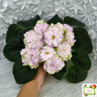 Фея (Т. Л. Дадоян) (лист укоренённый)