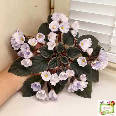 Rob's Pewter Bells (R. Robinson) 07/06/1992