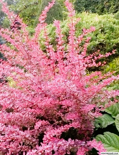 Барбарис Тунберга Pink Perfection - фото в ландшафте - красовский-сад.рф