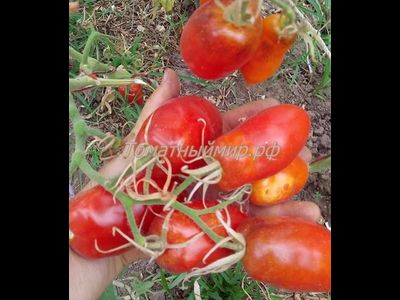 Томат Osu o Blonde avec Tetons (Пышногрудая блондинка Osu)