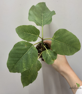 Ficus Palmeri (черенок укоренённый  ) / фикус Палмери
