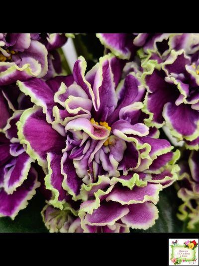 ВаТ-Классический Вкус (Т. Валькова) 2019 г.