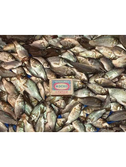 Карась - живец (5-10см, 10-30гр)