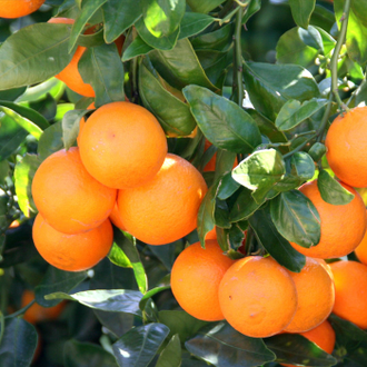 Танжерин (Citrus reticulata Blanco var. Tangerine) 5 мл  - 100% натуральное эфирное масло