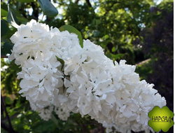 СИРЕНЬ "ФЛОРА" саженец 30 см